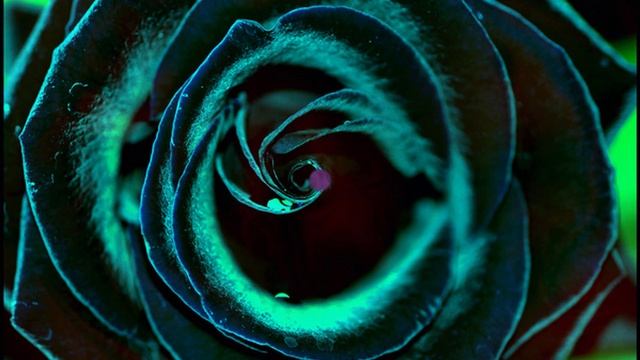 черные розы.wmv смотреть онлайн