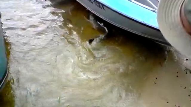 Выпускаем сома 18 кг смотреть онлайн