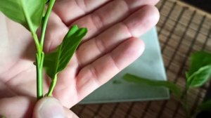 Как привить мандарин к лимону своими руками - первый раз Ч1.