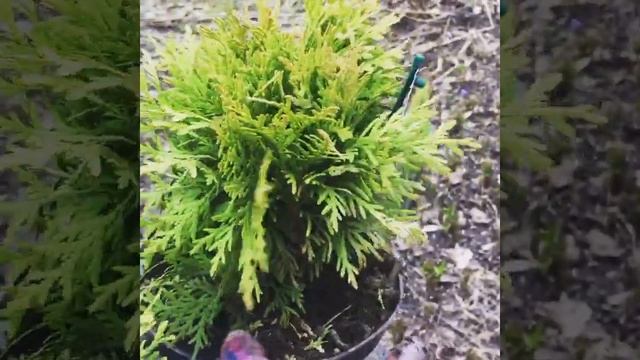 Туи Мириам, Даника и Даника Ауреа сравнение: возраст и цвет смотреть онлайн