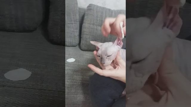 Чистим ушки коту сфинксу/Cleaning the ears of the Sphinx cat #sfinks #sphinx #shorts смотреть онлайн