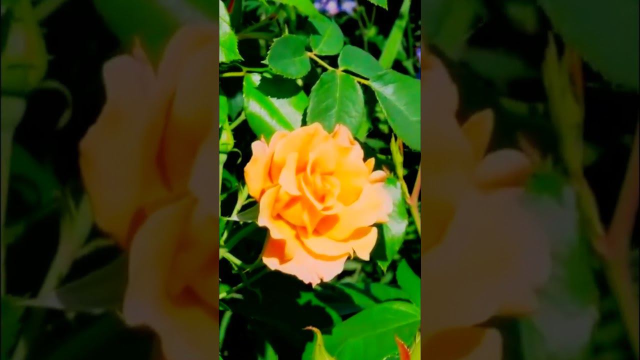 Роза флорибунда Текила rose Tequila смотреть онлайн