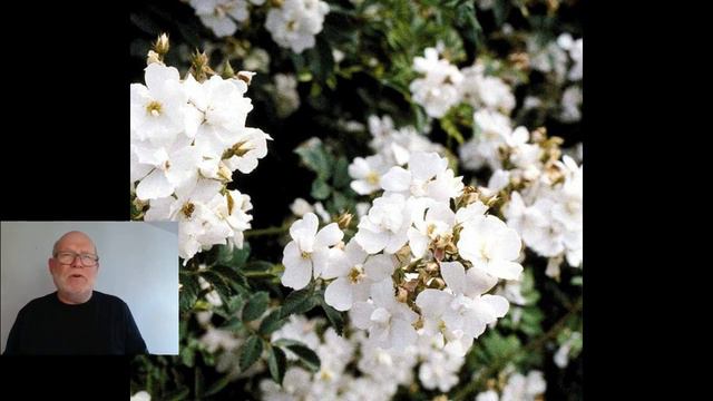 Slyngroser. Brug, beskæring og gødning til slyngroser. смотреть онлайн