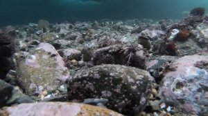 Ловим королевского краба зимой в море! Крабалка Сахалин!