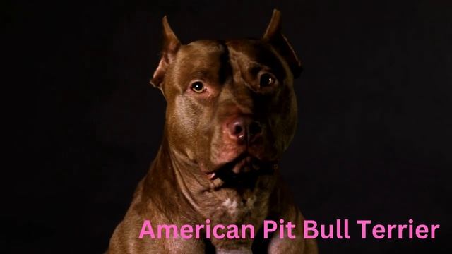 Dog Name in English with 4K Video Part 2 смотреть онлайн