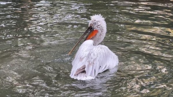 Утро пеликана