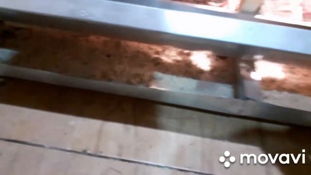 Индюшатам 2 недели. Очень довольна весом индюшат,неожиданно!Рассказываю каким лекарством пропаиваем смотреть онлайн