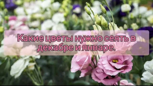 Какие цветы нужно сеять на рассаду в декабре и январе смотреть онлайн