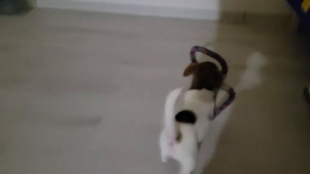 Любимая игрушка щенка смотреть онлайн