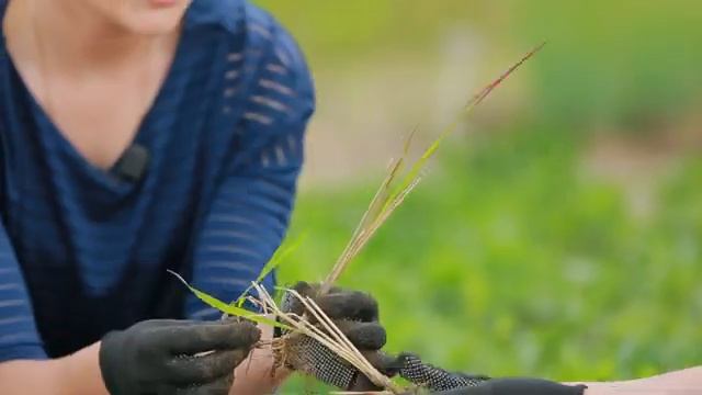 КАК РАЗМНОЖИТЬ ЗЛАКОВЫЕ? смотреть онлайн