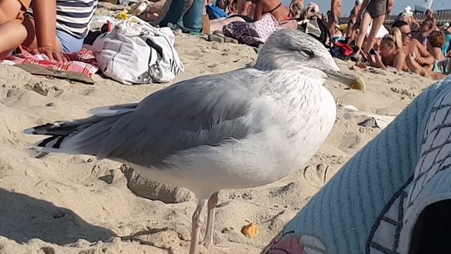 🏖️ ЧТО ТВОРИТСЯ НА ПЛЯЖАХ КАЛИНИНГРАДСКОЙ ОБЛАСТИ 😱💥🌊 ПРОСТО НЕ ВЕРИТСЯ🤩 смотреть онлайн