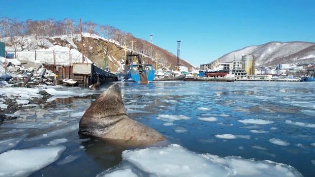 Сивучи на Камчатке смотреть онлайн