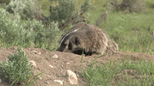 Badger (Taxidea Taxus) смотреть онлайн