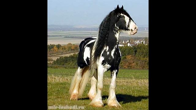 Породы лошадей ( 1 часть ) смотреть онлайн