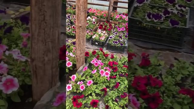 Рассада однолетних и многолетних цветов смотреть онлайн