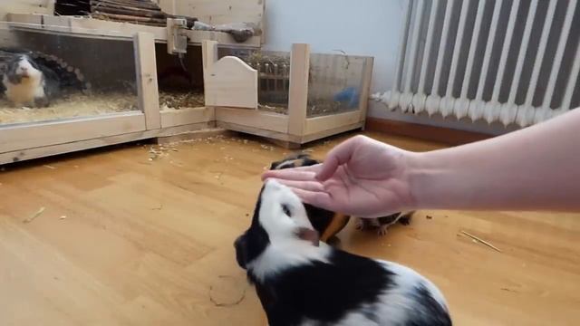 6 Tricks Any Guinea Pig Can Learn | Guinea Pig Tricks смотреть онлайн