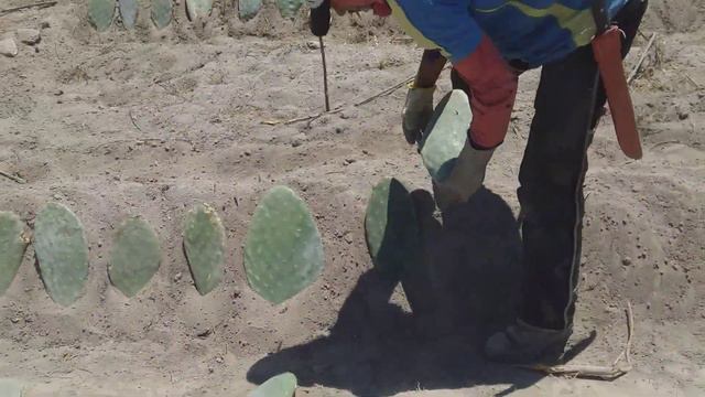 como plantar palma forrageira (ovinos) смотреть онлайн