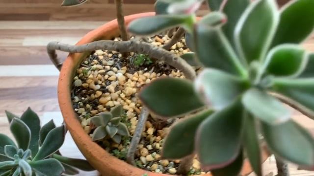 Echeveria Pulvinata - Livre de ferrrugem смотреть онлайн