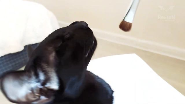 Black Oriental Cat | How to Draw a Cat 🐈🖌 смотреть онлайн