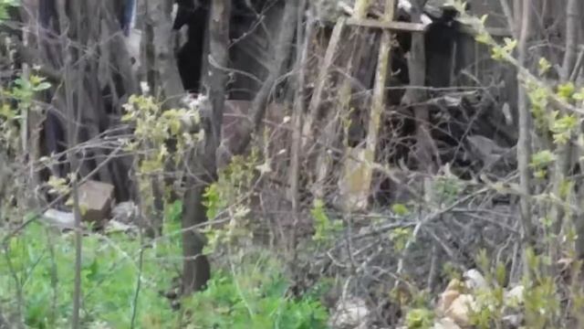Дятел на даче смотреть онлайн