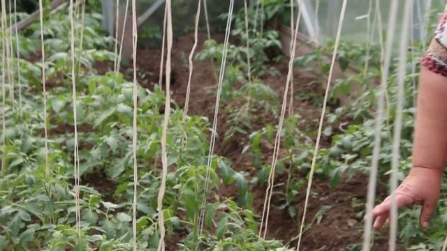 Помидоры.Полив, подвязка. смотреть онлайн