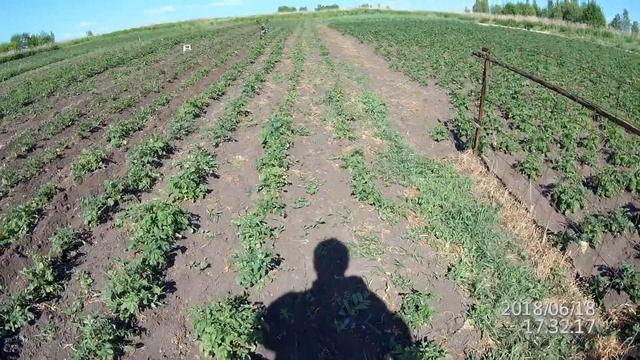 окучивание картофеля 2018 мотоблоком Угра НМБ 1Н смотреть онлайн