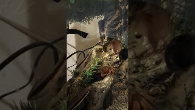 Краб в аквариуме. смотреть онлайн