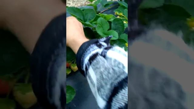 Земляника сортов ВИВАРА, МУРАНО, ФЛОРЕНТИНА. Обзор от первого лица. смотреть онлайн