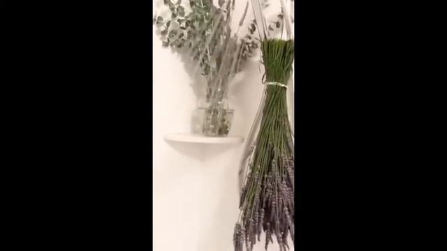 First Ever Original Lavender and Baby Blue Eucalyptus for Shower Aromatherapy Natural Essential Oil смотреть онлайн