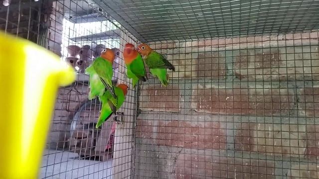 limited stock available now.java, cocktails, buggies, conure last stock price update смотреть онлайн