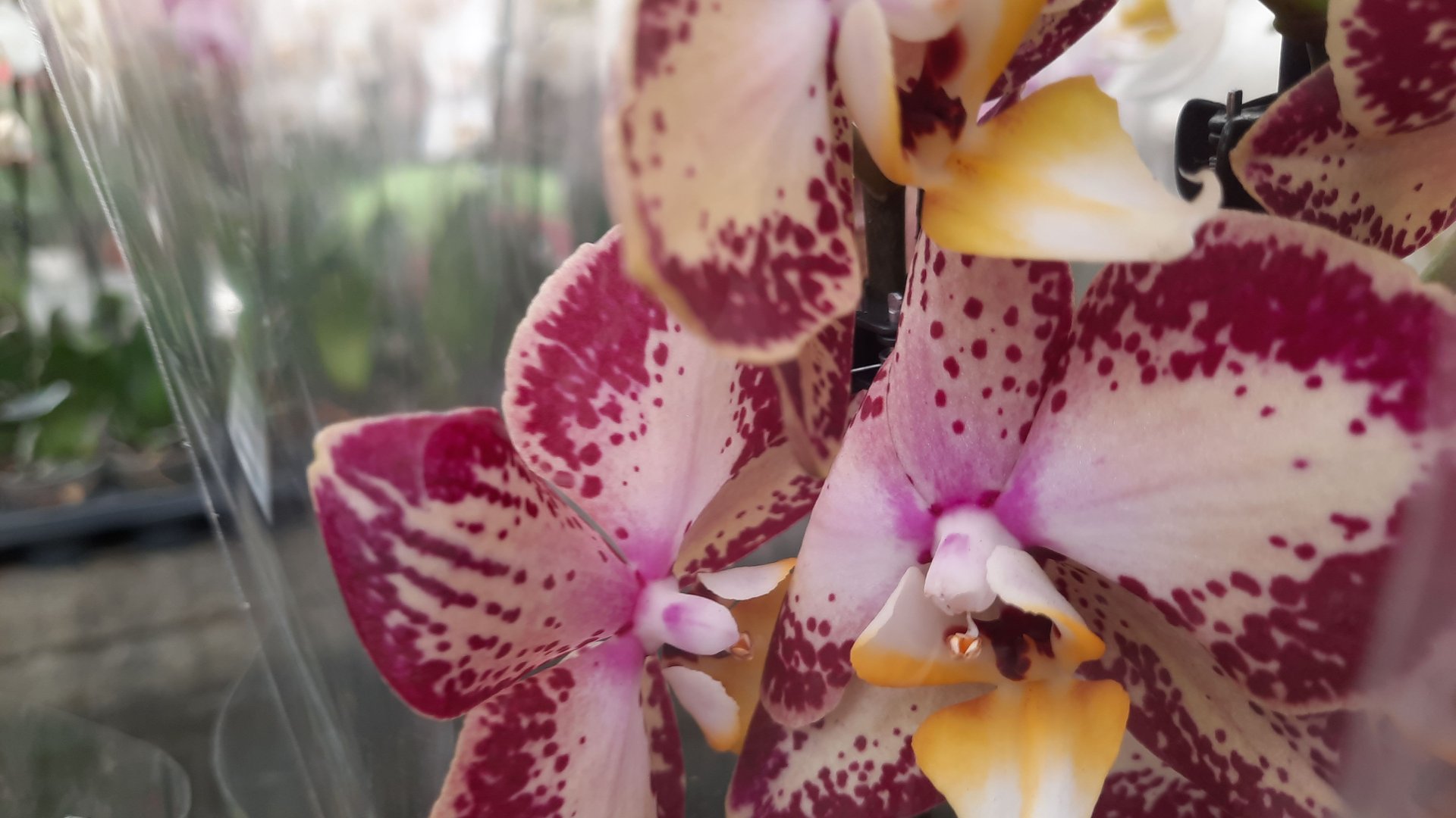 ПЛАНЕТА ЛЕТА.ОБЗОР ОРХИДЕЙ// 11.04 24// смотреть онлайн