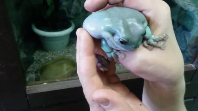 Австралийская квакша смотреть онлайн