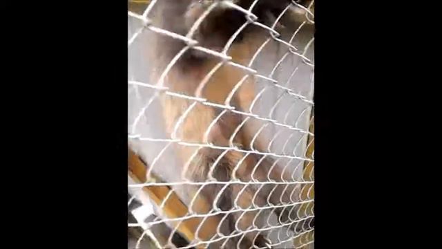 Зоопарк Николо-Павловск смотреть онлайн