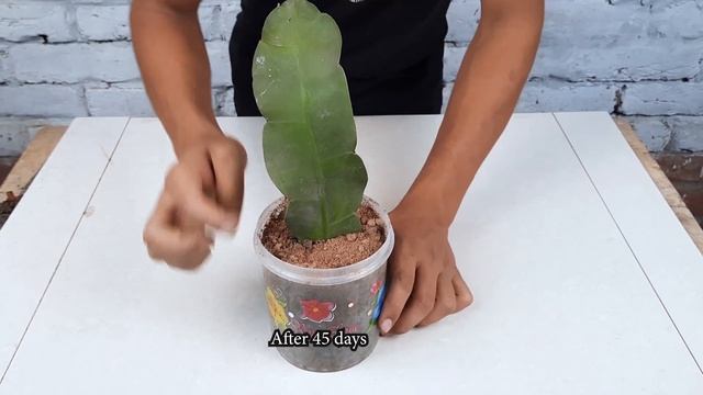 Bird's Nest fern single leaf propagation process смотреть онлайн