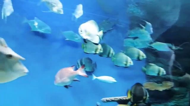 Зоопарк в Новосибирске, океанариум, акулы, мурена, нерпа, акула молот. смотреть онлайн