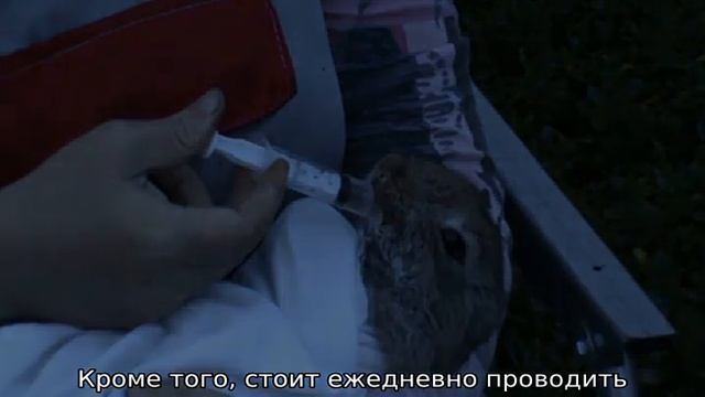 Стоматит у кроликов — лечение смотреть онлайн