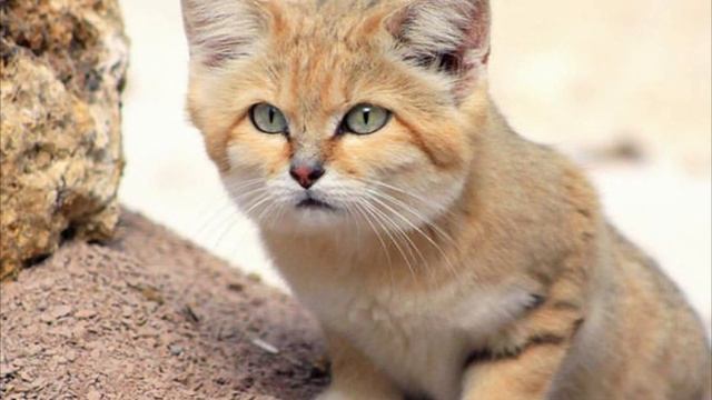 КАК ПОЯВИЛИСЬ КОШАЧЬИ ВЫСТАВКИ смотреть онлайн