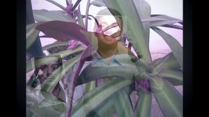 Цветок РЕО - приметы и суеверия