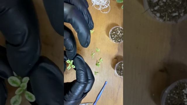 Пасынки мини фиалки на пне смотреть онлайн