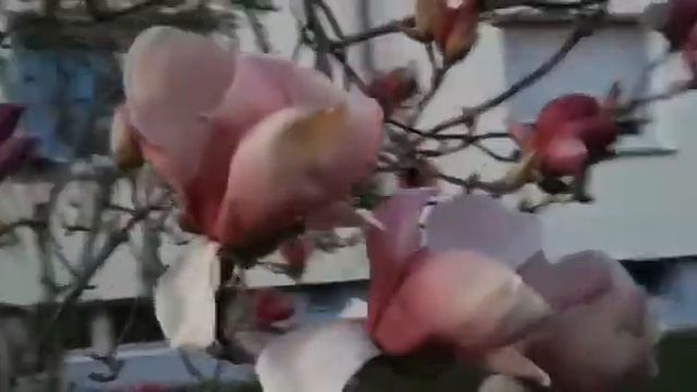 цветет магнолия смотреть онлайн