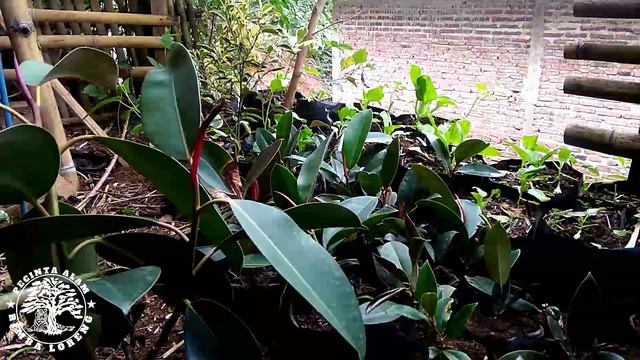 Benih Ficus Elastica | pindah polybag смотреть онлайн