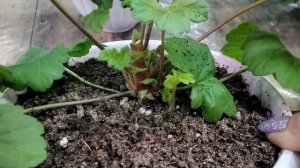 #323.Результат зимнего укоренения пеларгонии Леона Галактика,все этапы выращивания этого сорта.