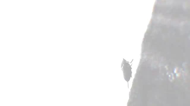 Higurashi When They Cry Hou - Ch. 5 Meakashi Opening смотреть онлайн