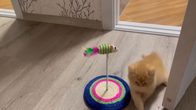 Когда у котенка новая игрушка??#котенок