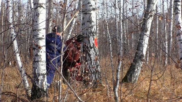 Что сказал Бажениты на счёт дров и деляны в лесу выгодно нет смотреть онлайн
