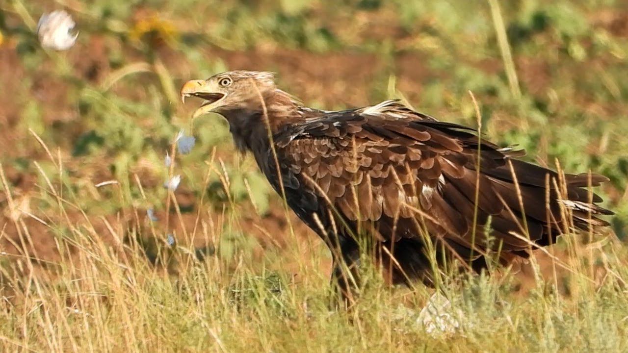 Орлан-Белохвост ловит молодую Хохотунью и разделывает её / White-tailed Eagle catches seagulls смотреть онлайн