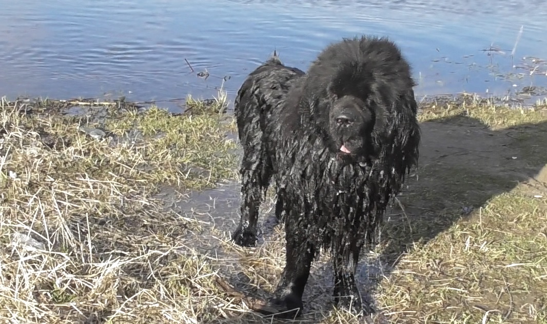 Ньюфаундленд - МАКСЮТА