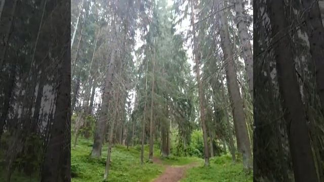 Станция Кавголово. Кавголовское озеро. И лес? смотреть онлайн