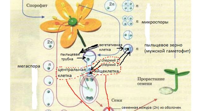 Ботаника смотреть онлайн