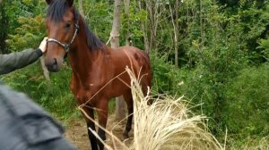 РЫНОК ЛОШАДЕЙ ГРОЗНЫЙ-УРУС МАРТАН 19.05.2019